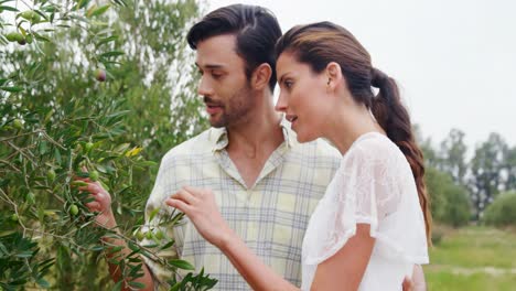 couple checking olives 4k