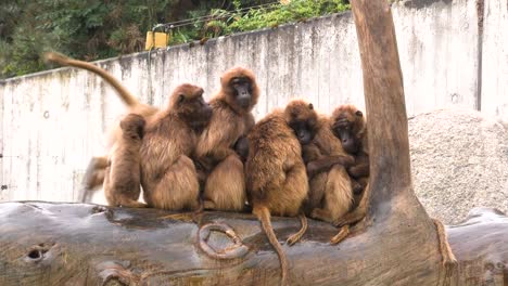 zoom in, groups of monkeys warming up each other from the rain at the zoo