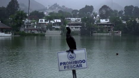 a close a black cormorant bird sitting on a prohibited sign near a coastal town in the background