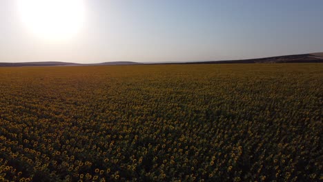 antena ascendente del campo inconmensurable de girasoles