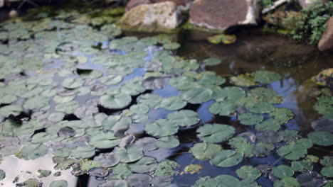 disparo de enfoque extraído de nenúfares en el estanque con rocas en segundo plano.