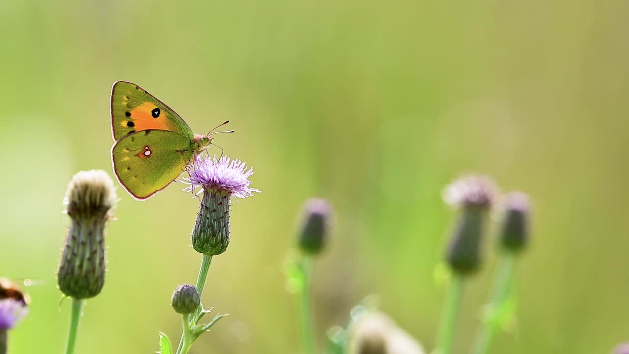 Farfalle scure si muovono delicatamente attraverso l'habitat del cardo mariano mentre la luce solare in controluce crea un contorno luminoso intorno alle loro ali.