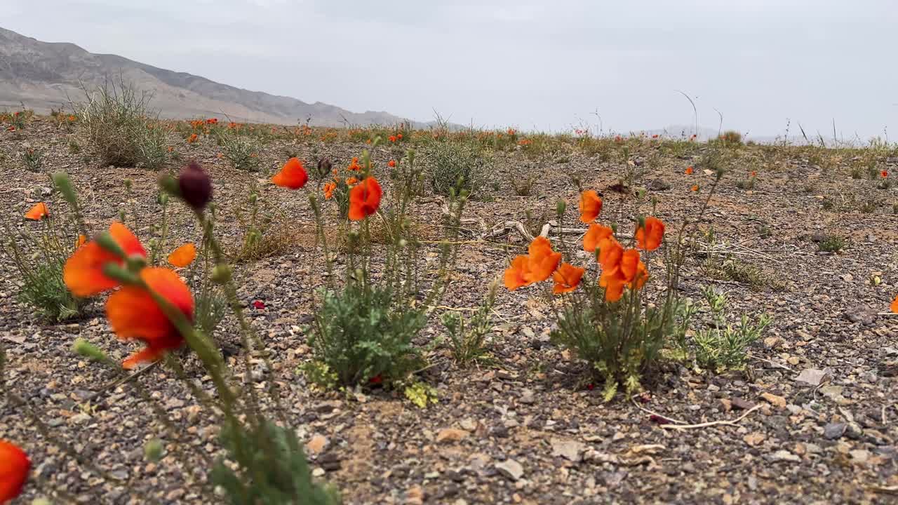 İran kırsalında, Orta Doğu çölünün bahar mevsiminde yetişen turuncu kır çiçeği gelincik tarlası. Çiçek açan kır çiçekleriyle panoramik bozkır manzarası, dağlık ve kurak arka plan, puslu bir Tahran günü.