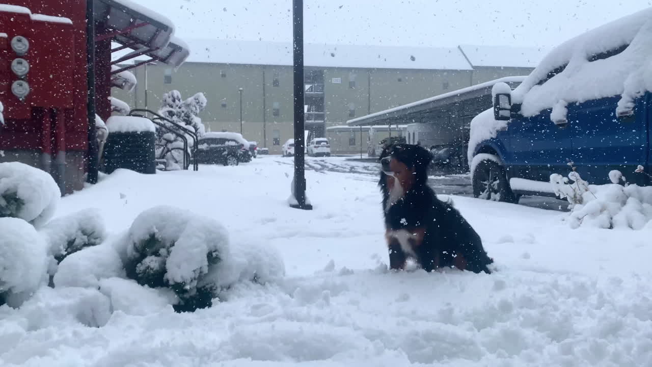 pastor australiano jugando en la nieve durante una tormenta de nieve, 4k