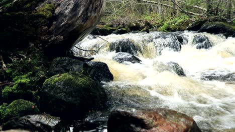 un hermoso bosque salvaje canadiense con un río frío
