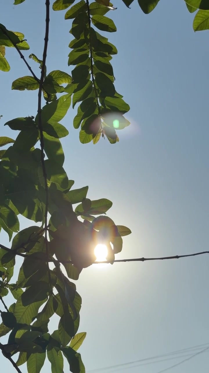 Zonlicht dat door groene boombladeren schijnt tegen een helderblauwe lucht