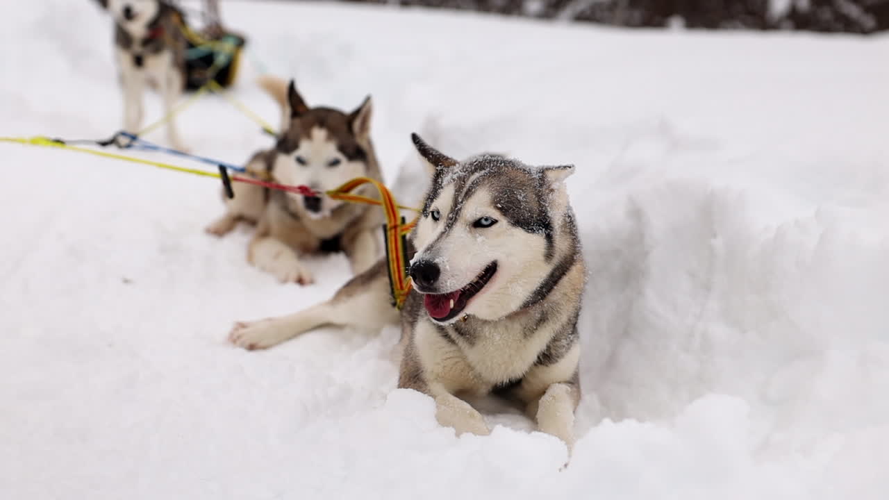 A Sled Dog Team Taking a Rest While out on a Dog Sledding Adventure in Norway