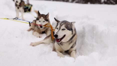 一支狗雪橇队在挪威的狗雪橇冒险中休息