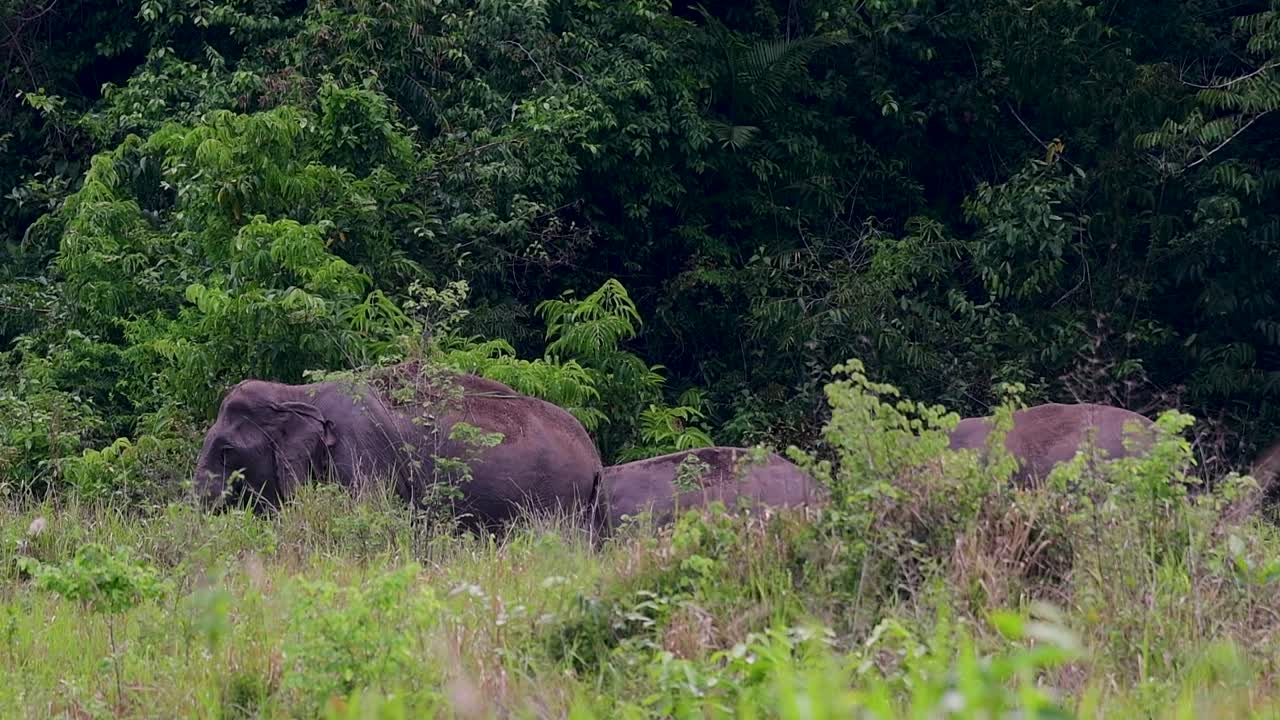 los elefantes asiáticos son especies en peligro de extinción y también son residentes de tailandia