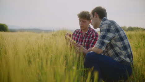 two farmers inspecting wheat crops in a field