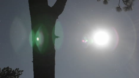 la luna sale en el lapso de tiempo a través del bosque