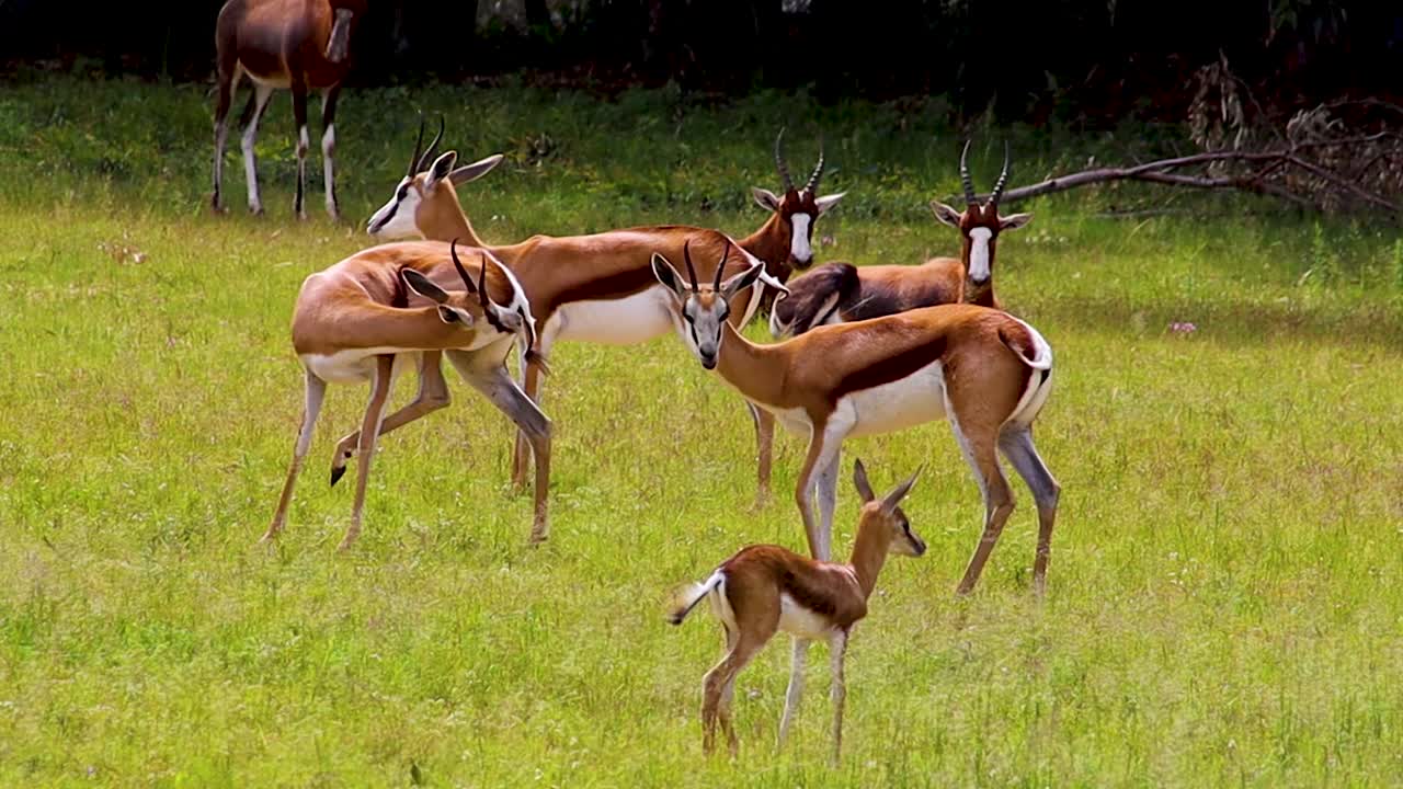 antílope africano y springbuck bebé de pie alrededor de 4k 30fps
