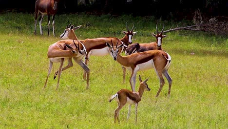 african antelope and baby springbuck standing around 4k 30fps