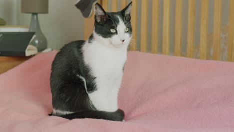 Schwarz-weiße-Katze-Auf-Rosa-Bett