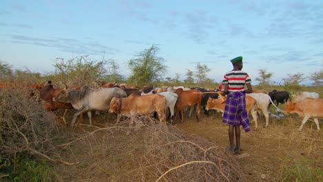 karamojong man herding his cows in uganda, africa - wide shot