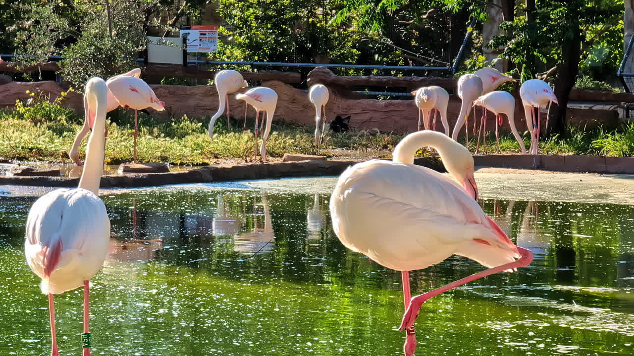 동물원 에서 수용 된 서식지 에서 물  에 있는 플라밍고