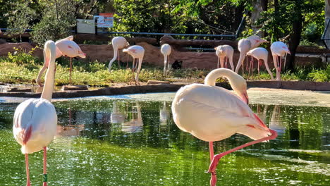 flamingos by the water in captive habitat in a zoo