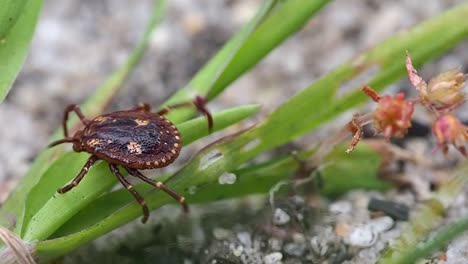 Kangaroo-Tick-crawling-over-a-plant.-Macro-120fps