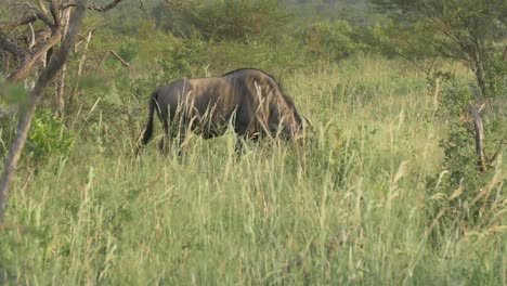 ñu-Africano-Pastando-En-Los-Arbustos-De-La-Sabana-Sudafricana