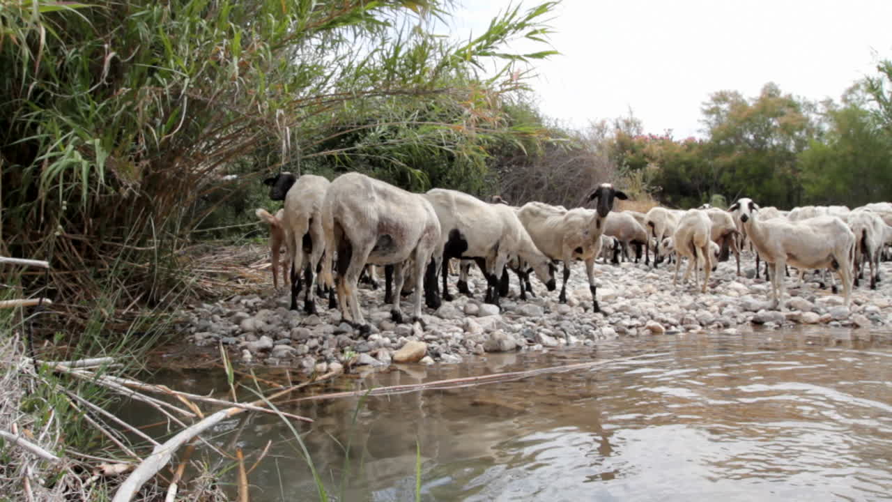 un rebaño de ovejas recién afeitadas cerca de un estanque de agua