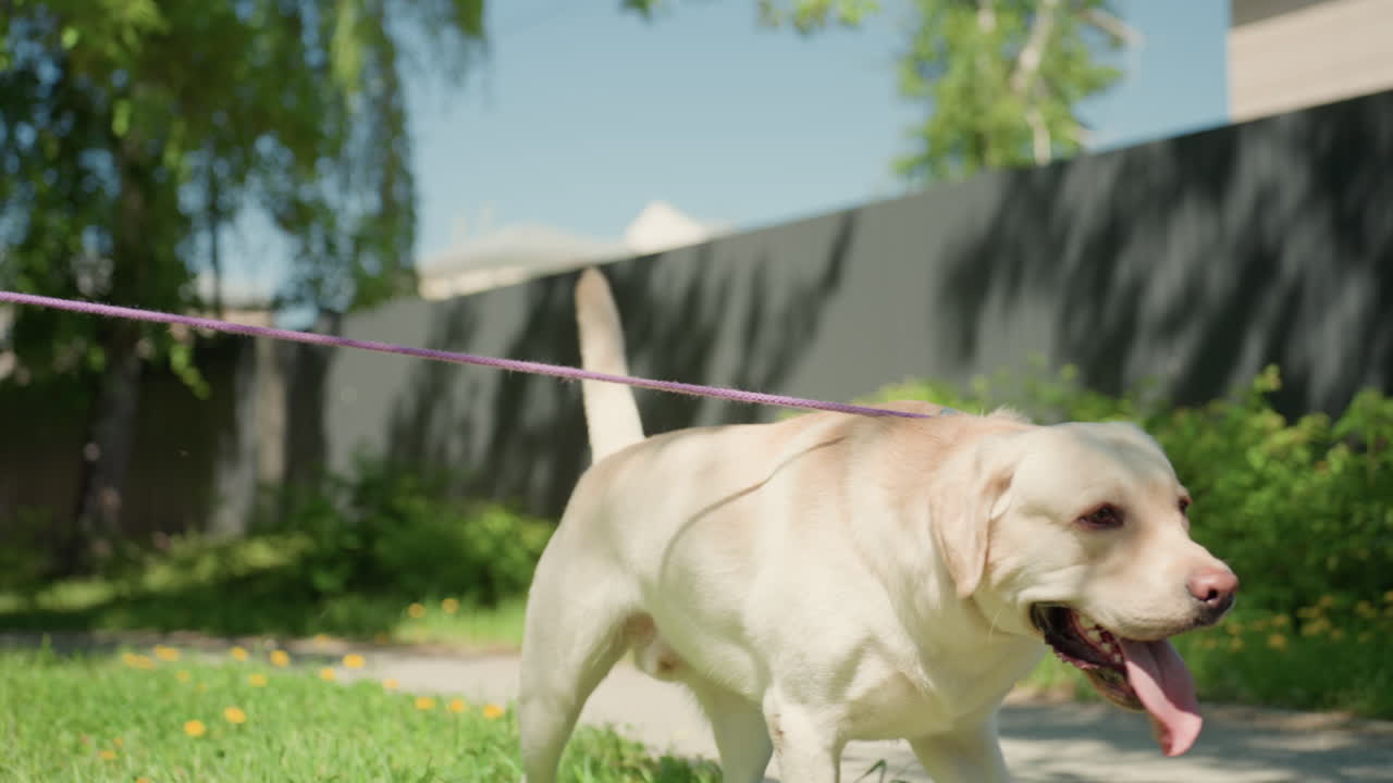 canino enérgico al aire libre, escena luminosa que muestra a un perro feliz en medio de belleza floral y campos verdes, imagen vibrante al aire libre que captura a un labrador alegre jugando entre flores y paisajes herbosos