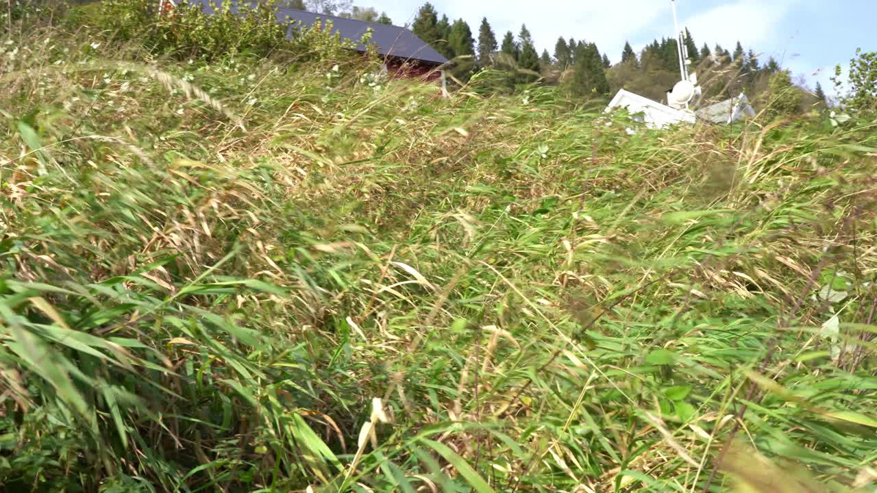 Wind blowing gently through long green wild grass - Grass swinging and bending in the wind
