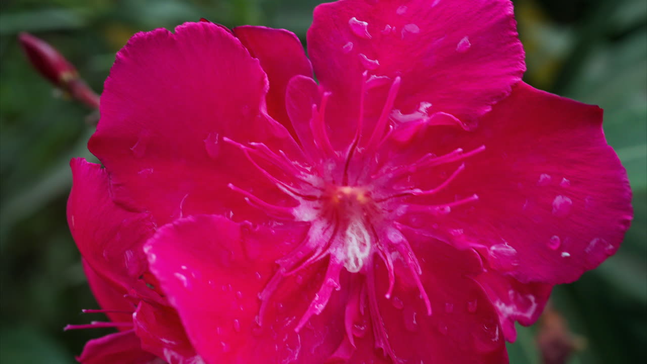 Close up of a pink oleander flower with water drops