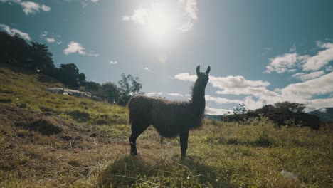 Llama-Standing-In-The-Meadow,-Enjoying-The-Midday-Sun---wide
