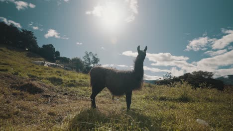 llama standing in the meadow, enjoying the midday sun - wide