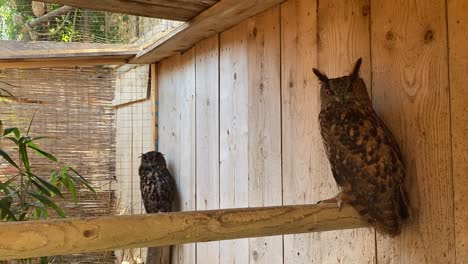 two sleepy eurasian eagle-owls standing on the wooden stand