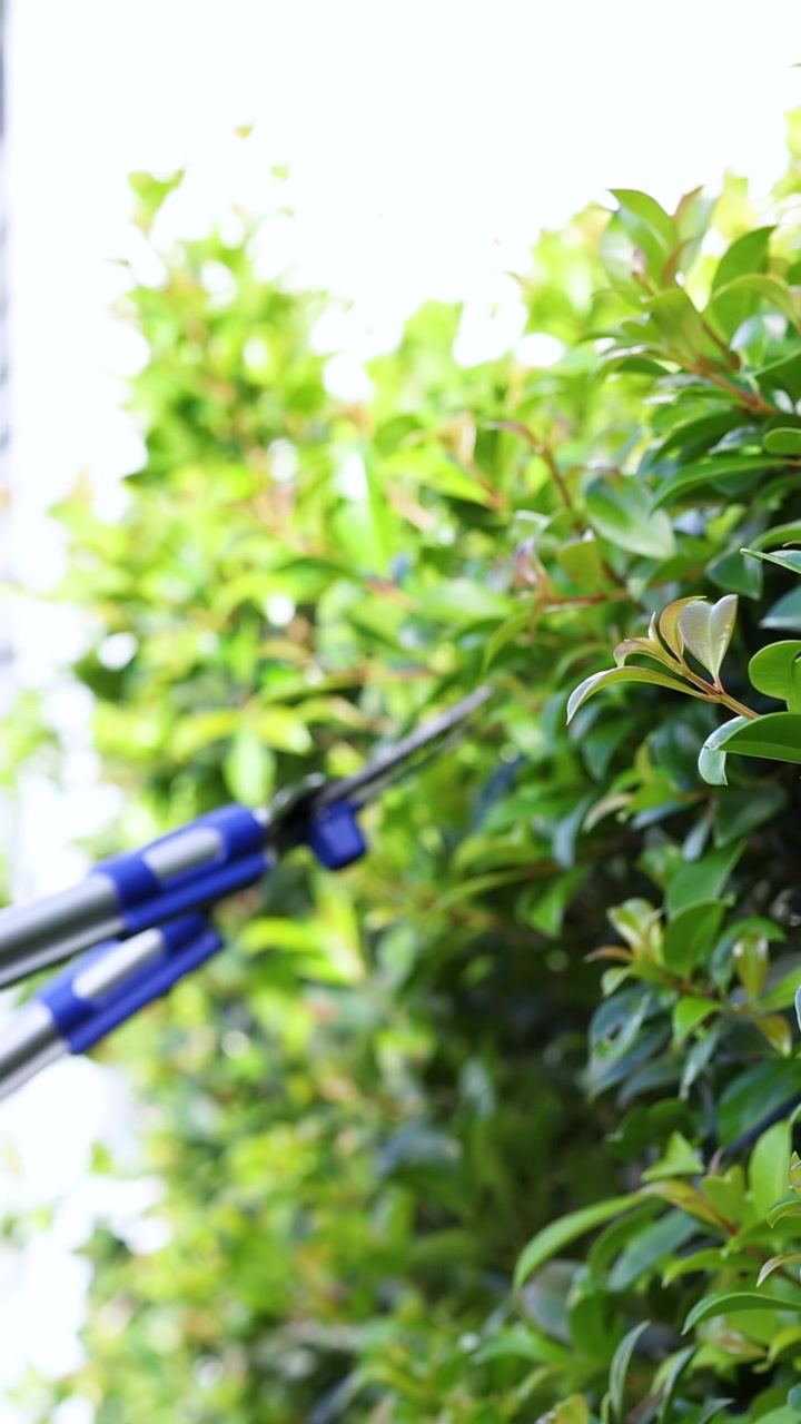 Gardening scene with secateurs trimming lush green bushes under bright daylight, showcasing precise cutting action