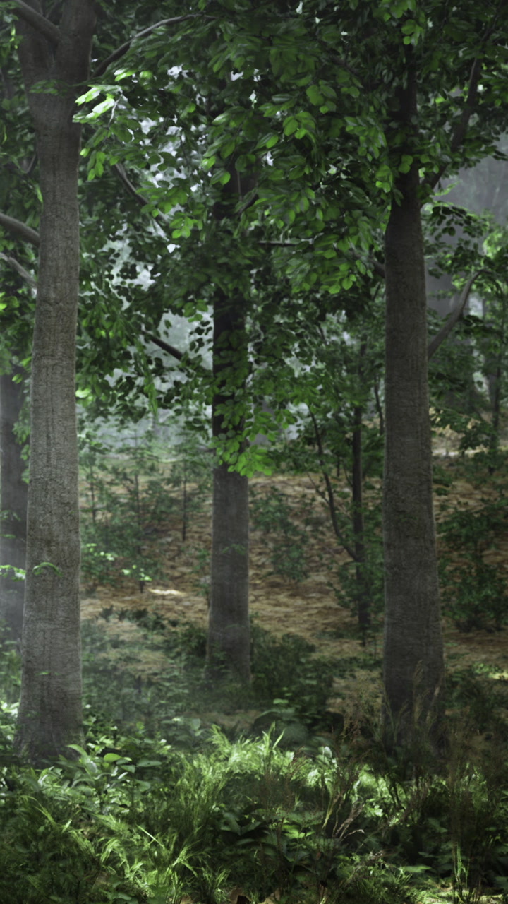 Forest scene with trees and greenery during daytime in a natural setting