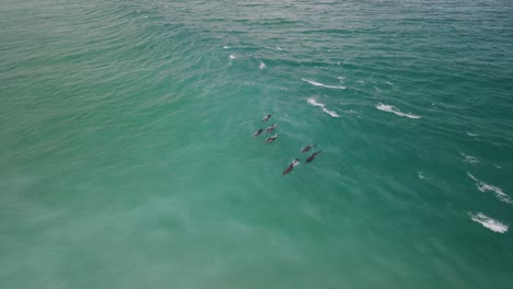 aerial drone footage of a small pod of dolphins including a mother and baby dolphin in albany western australia pt5