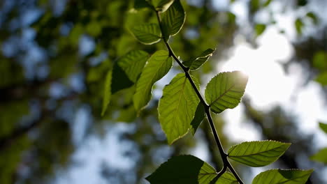 sunlight filtering through a lush green tree canopy