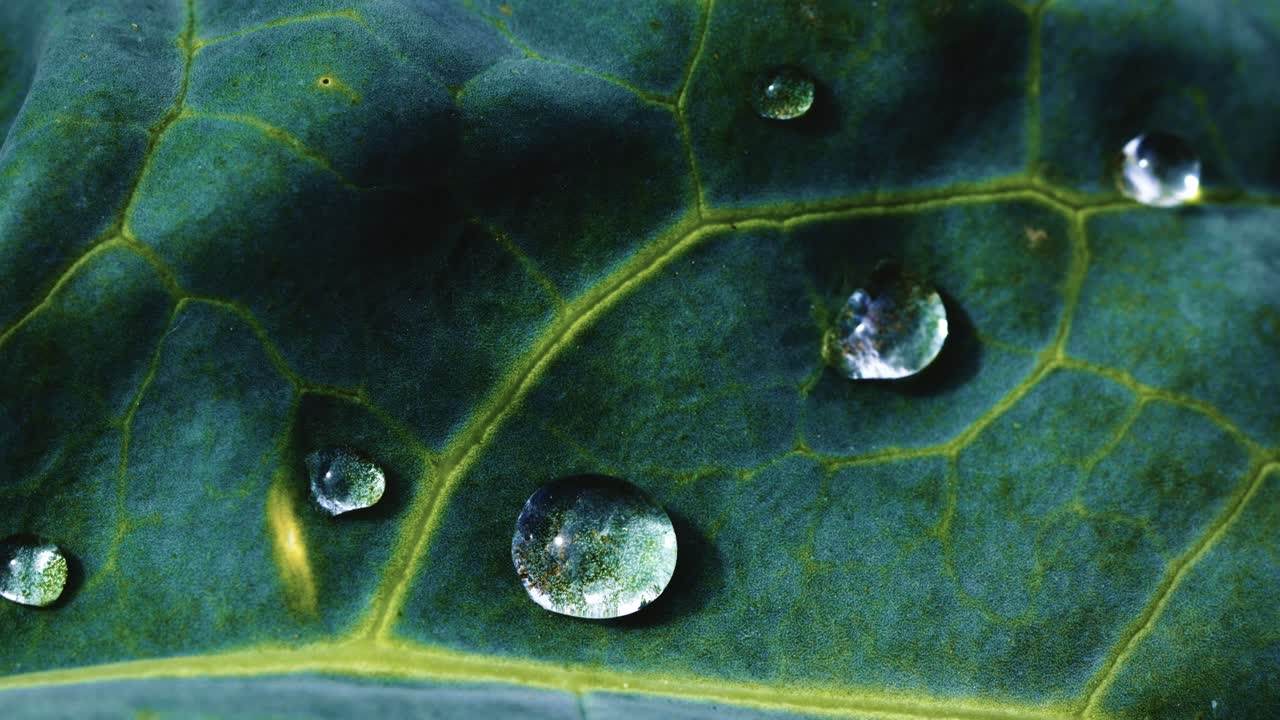 Water Droplets on a Kale Leaf