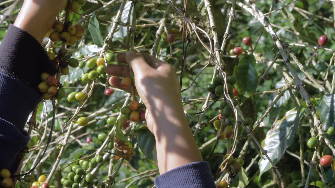 un agricultor recoge granos maduros de un cafeto en una plantación en el salvador