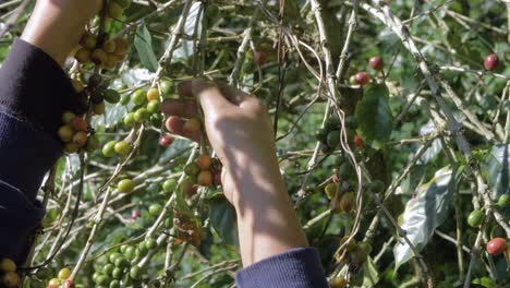 Ein-Bauer-Pflückt-Reife-Bohnen-Von-Einem-Kaffeebaum-Auf-Einer-Plantage-In-El-Salvador