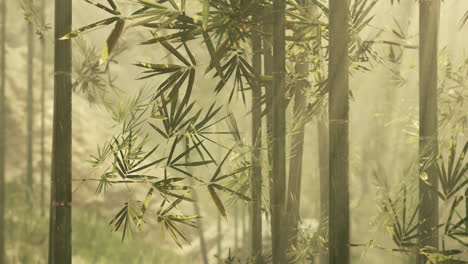 peaceful bamboo forest in the morning mist