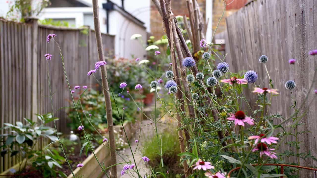 Fridfull London stadsträdgård tidig höst med Echinacea-, Verbena- och Echinopsblommor som svajar i vinden.