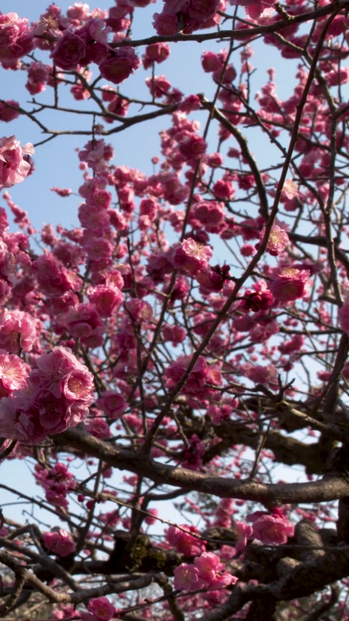 Vivaci fiori di pruno rosa ondeggiano dolcemente su rami scuri sotto un cielo primaverile limpido e azzurro.