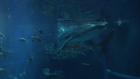 gentle giant glides through a vibrant underwater scene