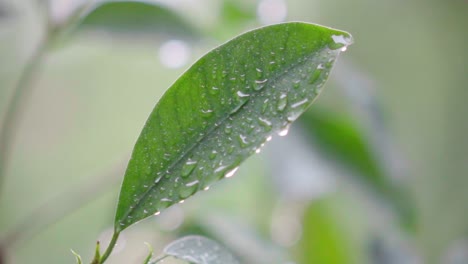 a leaf in the rain