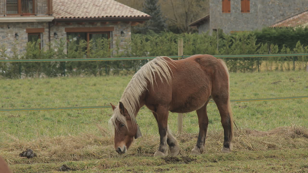 caballo marrón con pelo rubio caminando por el campo