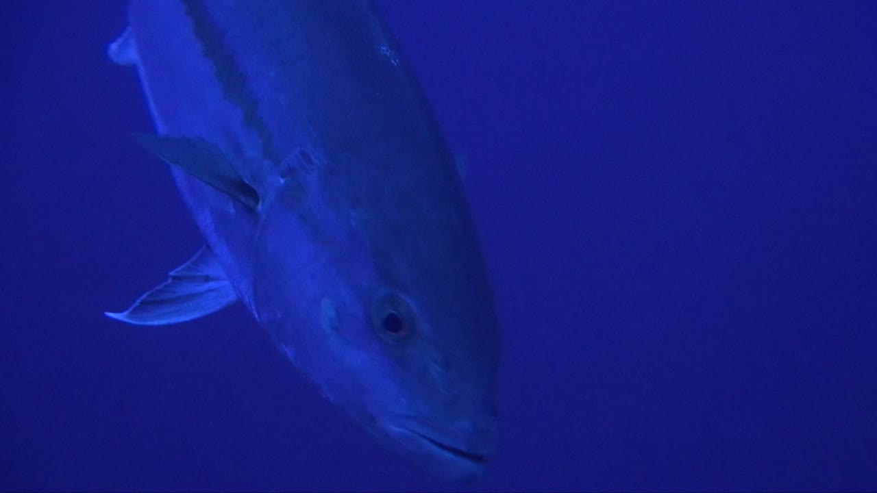 고등어는 푸른 바다에서 카메라 앞을 지나가는 슬로우 모션으로 클로즈업됩니다.