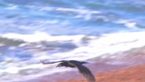 Ein-Paar-Neotropischer-Kormorane-Fliegt-über-Das-Meer,-Als-Sie-Zum-Sandstrand-Der-Halbinsel-Valdes-Kommen