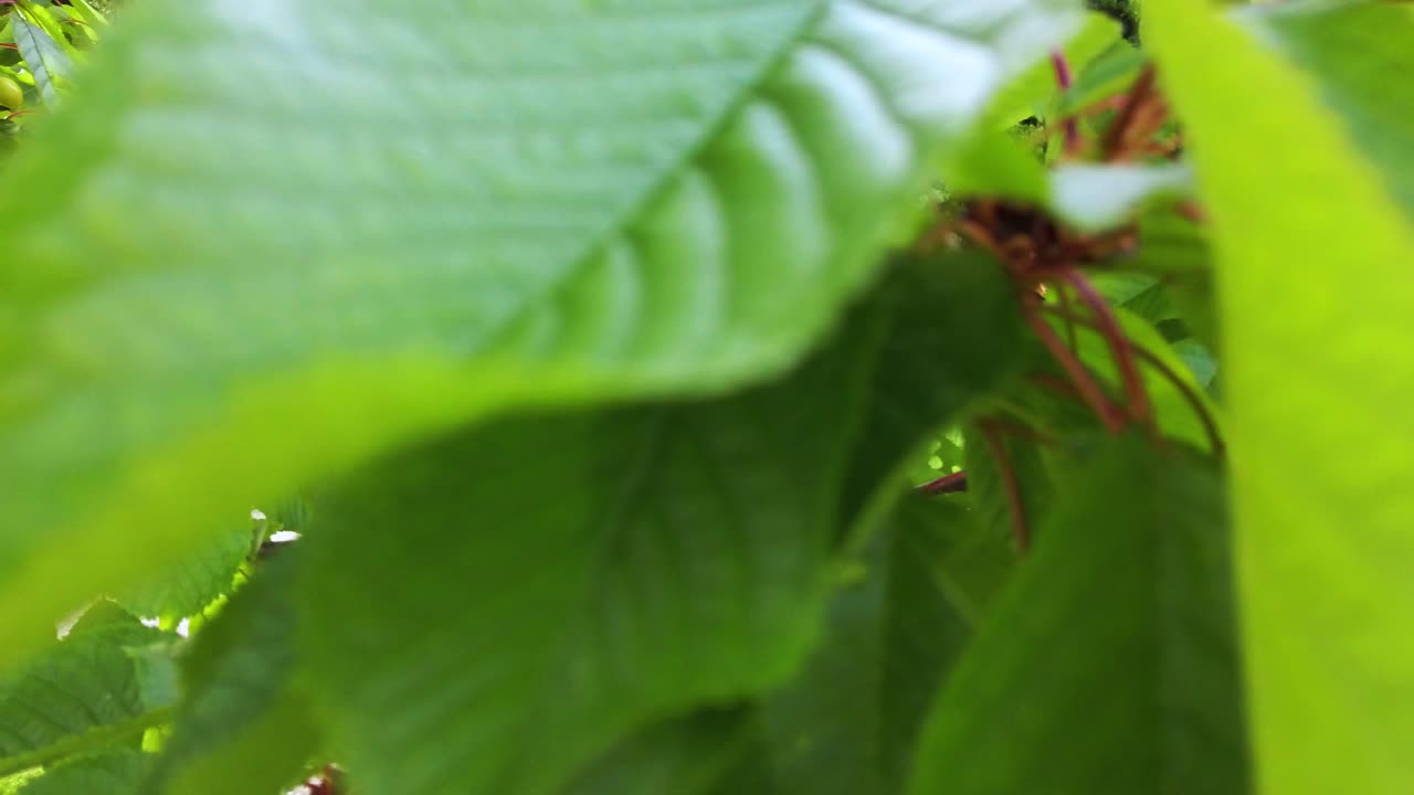 체리를 따고 젊은 여성이 나에게 웃는 모습을 촬영합니다.