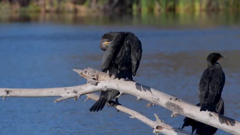 Cormoranes-De-Doble-Cresta-Posados-En-Una-Rama-Sumergida-Con-Vistas-Al-Agua