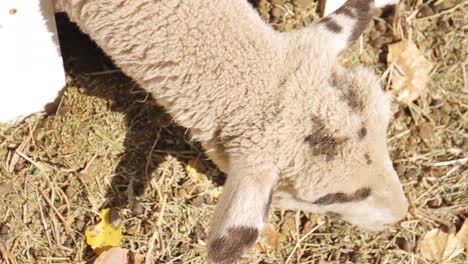 sheep eats at farm in the fall