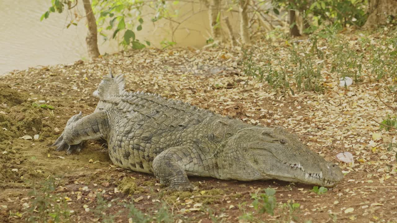 cocodrilo peligroso cerca del lago