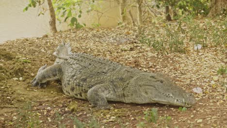 Dangerous-Crocodile-near-the-Lake